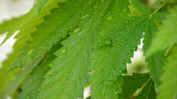 Cannabis Blätter mit Tropfen Wasser Tröpfchen video