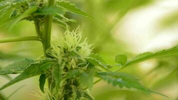 Knospe von Cannabis im Pflanze video
