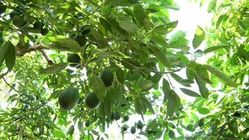 avokado hass frukt hängande på träd i skörda i en plantage video