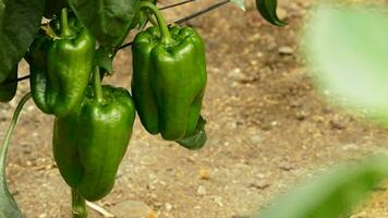 Pimenta verde fruta suspensão às ramo do plantas dentro estufa video