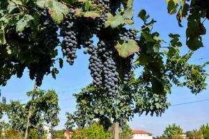 Grapes on the vine photo