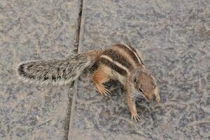 Small cute chipmunk photo