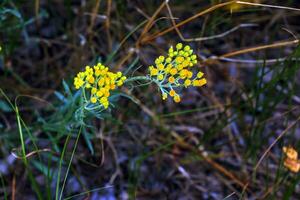 Yellow cumin. Helichrysum arenarium, dwarf everlast. Helichrysum arenarium L is also known as dwarf everlast, and as immortelle. photo