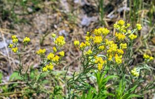 Yellow cumin. Helichrysum arenarium, dwarf everlast. Helichrysum arenarium L is also known as dwarf everlast, and as immortelle. photo