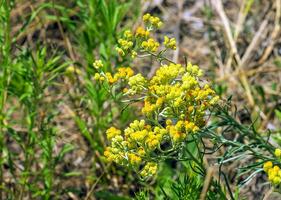 Yellow cumin. Helichrysum arenarium, dwarf everlast. Helichrysum arenarium L is also known as dwarf everlast, and as immortelle. photo