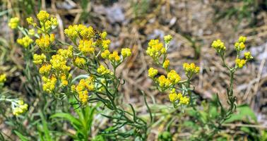 Yellow cumin. Helichrysum arenarium, dwarf everlast. Helichrysum arenarium L is also known as dwarf everlast, and as immortelle. photo