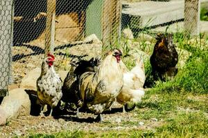 Flock of chickens photo