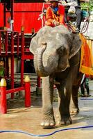 Person riding an elephant - Thailand 2022 photo