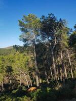 bosque de pino arboles - un refugio para fauna silvestre foto