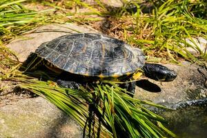 Basking Painted Turtle photo