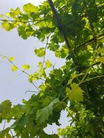 Branch of grapevine with green leaves photo