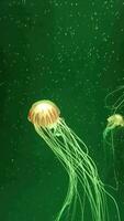 meduse nell'acquario video