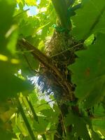 Bird nest in the middle of nature photo