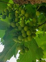 un manojo de uvas en un verde vino foto