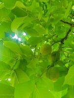 Walnut Seeds in a Walnut on a Walnut Tree photo