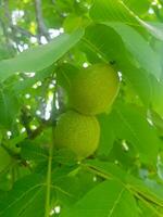 Close up of two walnuts photo