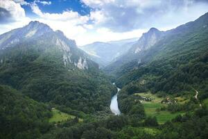 Mountain river Tara and forest in Montenegro photo