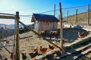 chickens in a pen behind a fence photo