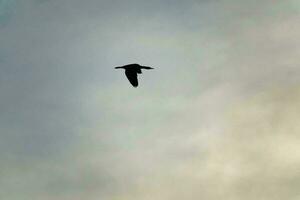 a bird flying in the sky photo