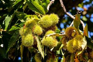 chestnuts on a tree in the sun photo