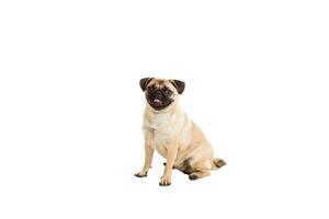 Pug dog isolated on white background photo