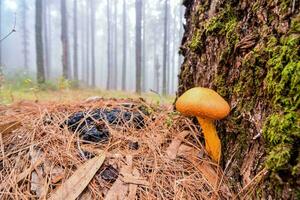 a mushroom growing on the side of a tree photo