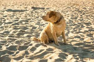 Labrador retriever on the beach photo