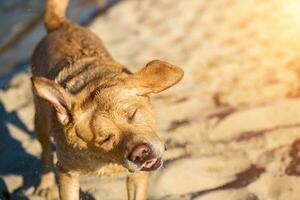 Labrador retriever on the beach. Sun flare photo