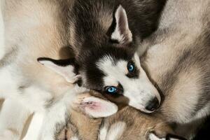 siberiano fornido cachorros foto