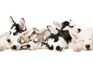 Siberian Husky puppies photo