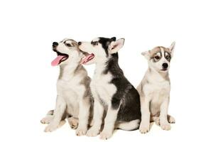 Group of puppies breed the Huskies isolated on white background photo