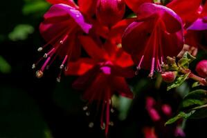 fucsia flores son brillante rojo y tener verde hojas foto