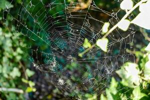 a spider web in the middle of a forest photo