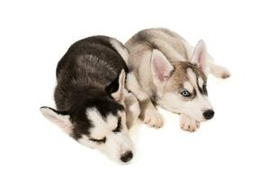 Two puppies breed the Huskies isolated on white background photo