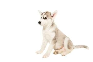 Cute little husky puppy isolated on white background photo