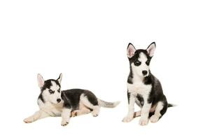 Two puppies breed the Huskies isolated on white background photo