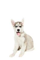 Cute little husky puppy isolated on white background photo