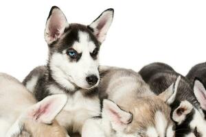 group of happy siberian husky puppies on white photo