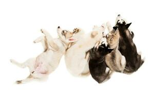 Group of puppies breed the Huskies isolated on white background photo