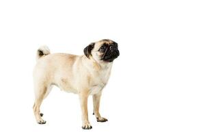 Pug dog isolated on white background photo