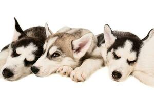 Group of puppies breed the Huskies isolated on white background photo