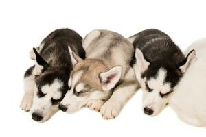 Group of puppies breed the Huskies isolated on white background photo