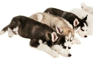 Group of puppies breed the Huskies isolated on white background photo