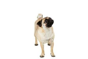 Pug dog isolated on white background photo