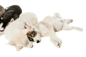 Group of puppies breed the Huskies isolated on white background photo