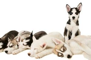 Group of puppies breed the Huskies isolated on white background photo