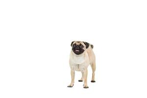 Pug dog isolated on white background photo