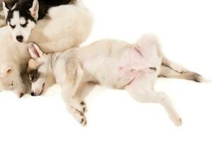 Group of puppies breed the Huskies isolated on white background photo