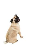 Pug dog isolated on white background photo