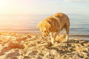Yellow Labrador Retriever digging in the sand at a beach on a sunny day. Sun flare photo